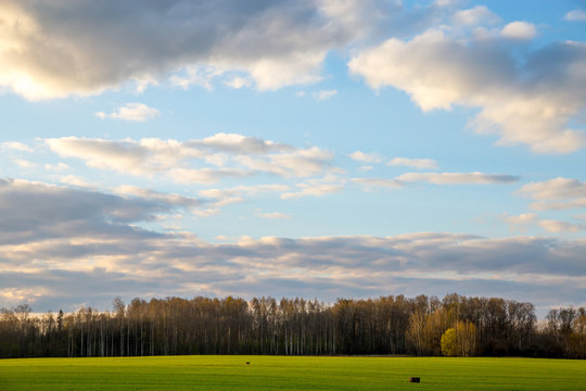 Landscape with cereal field, forest and blue sky