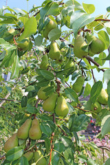 Abbaye de la Chartreuse de Neuville, Pas de Calais