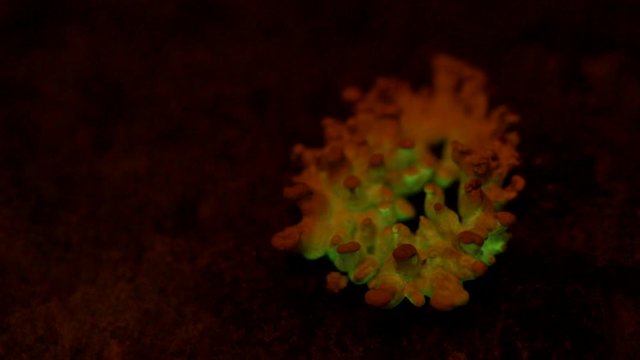 The bioluminescent fungus, Panellus Stipticus glows in twilight.  The glow intensifies as the primordium swells.