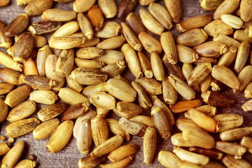 Seeds of a milk thistle Silybum marianum, Scotch Thistle