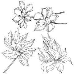 Vector Jungle botanical succulent flower. Black and white engraved ink art. Isolated succulents illustration element.