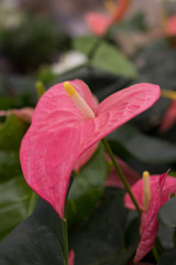 Red Anthurium Laceleaf