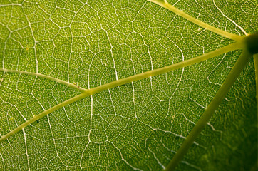 green grape leaves close up, spring background
