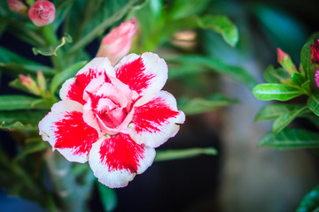 Beautiful hybrid Adenium Obesum (Desert rose) white and pink layers flower for sale at the tree market.