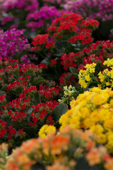 Kalanchoe blossfeldiana