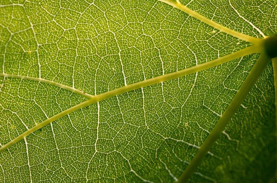 green grape leaves close up, spring background