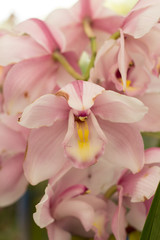 Cymbidium Orchid Rosé