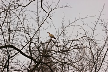 Nilgans (Alopochen aegyptiaca) auf einem Baum