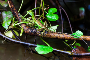 basiliscus, Tortuguero National Park, Costa Rica, Central America