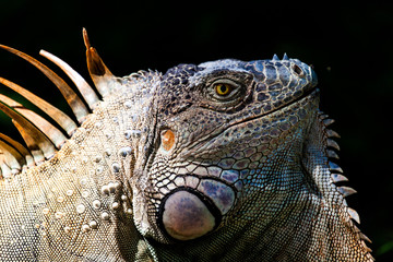 iguana, Costa Rica, Central America