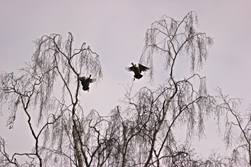 Zwei von einem Baum auffliegende Nilgänse (Alopochen aegyptiaca)