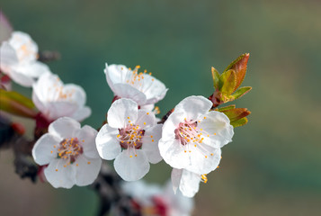 Fototapeta na wymiar flowers apricot tree in spring close up