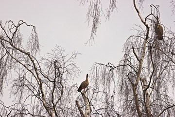 Zwei balzende Nilgänse (Alopochen aegyptiaca) im Baum