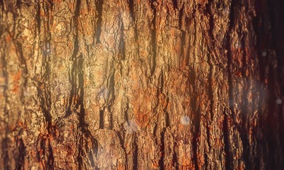 Abstract Tree bark background