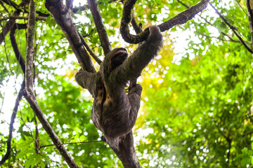 sloth, Manuel Antonio National Park, Costa Rica, Central America