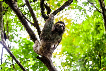 sloth, Manuel Antonio National Park, Costa Rica, Central America © eyeworld