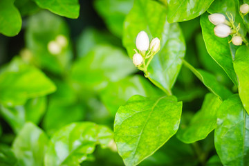 Cluster of budding jasmine flower in the green garden background. Beautiful Arabian jasmine (Jasminum sambac) bud flower on tree.