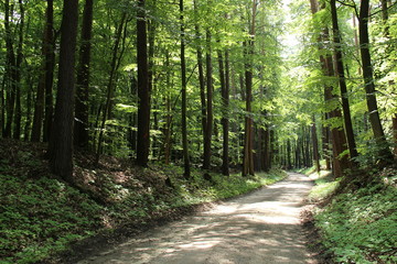 Fototapeta premium Ścieżka leśna na wiosnę