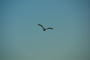 pelican Alcatraz. flying pelican in the blue sky