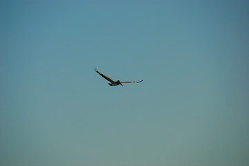 pelican Alcatraz. flying pelican in the blue sky