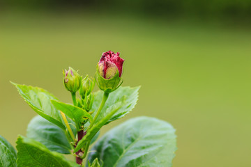 Beautiful Hibiscus Rosa-Sinensis flower, also known as Chinese hibiscus, China rose, Hawaiian hibiscus and shoeblackplant. Beautiful single Chinese hibiscus' red, budding flower on blurred background.