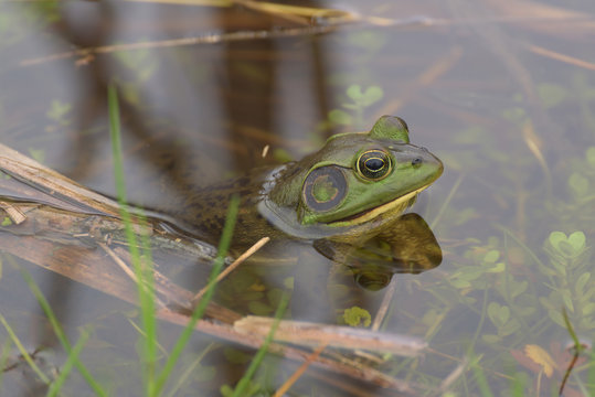 Close-up of a frog