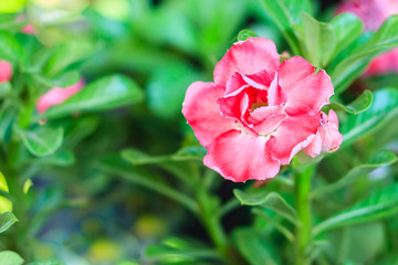 Beautiful hybrid Adenium Obesum (Desert rose) red layered flower for sale at the tree market.