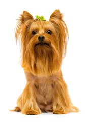 yorkshire terrier dog looks