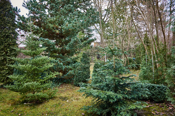Beautiful landscaped garden with evergreens. An example of the use of western thuja, Japanese...