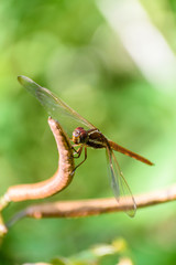  beautiful dragonfly