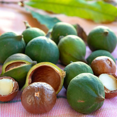 New harvest of ripe fresh Australian macadamia nuts in shell with leaves