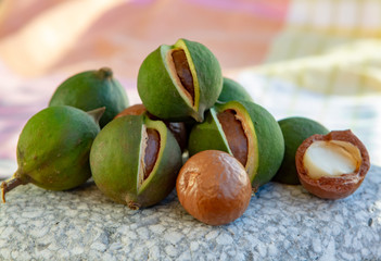 New harvest of ripe fresh Australian macadamia nuts in shell with leaves