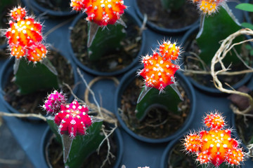 Gymnocalycium cactus Colorful red , orange and pink flowers cactus beautiful in pot planted (Gymnocalycium mihanovichii)