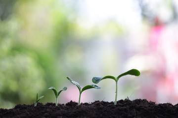 small tree sapling plants planting 