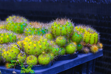 Fototapeta premium Gymnocalycium Damsii Cactus plant on background.