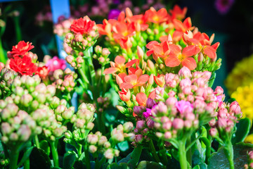 Beautiful Kalanchoe Calandiva Flowers for sale in the tree market.