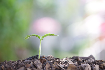 small tree sapling plants planting with dew