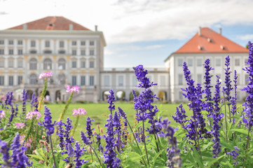 Spring or summer sage / lavender purple flowers, blooming outdoors. European castle on a background.