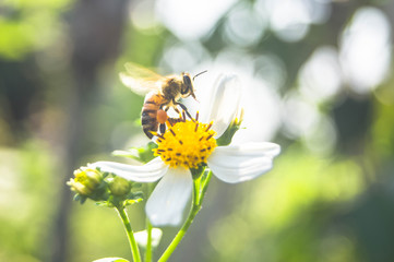 Close-up photos of bees that are collecting nectar and pollen on