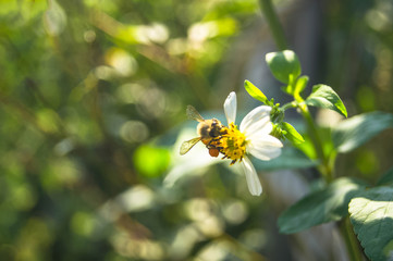 Close-up photos of bees that are collecting nectar and pollen on