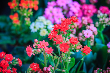 Beautiful Kalanchoe Calandiva Flowers for sale in the tree market.