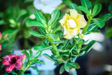 Beautiful hybrid Adenium Obesum (Desert rose) yellow layers flower for sale at the tree market.
