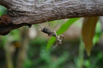 wood insect