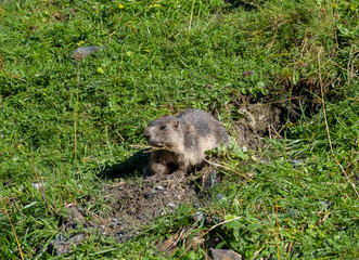 Groundhog on meadow
