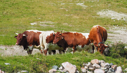 Bulls on pasture