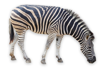 Fototapeta na wymiar Zebra isolated on white background have clipping path
