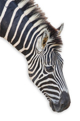 Fototapeta na wymiar Head zebra isolated on white background have clipping path
