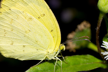 macro butterfly in nature, macro insect in nature, animal in wild
