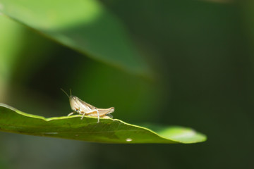 close-up grasshopper on tree leaf, insect in nature, animal in wildlife
