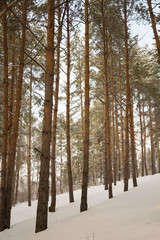 Pine trees in winter forest. Snowy winter landscape